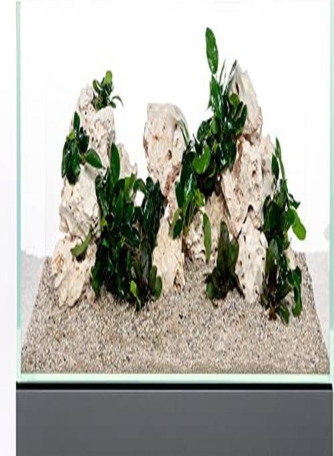 حجر زينة أبيض طبيعي من VAYINATO® لأحواض أسماك الزينة البحرية وأسماك الشيهيليد (3 كجم) من Petzlifeworld - Image 2